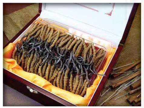 六盘水冬虫夏草回收